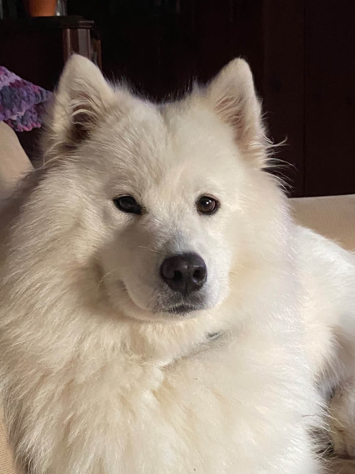 Samoyed Puppies breeder image 3