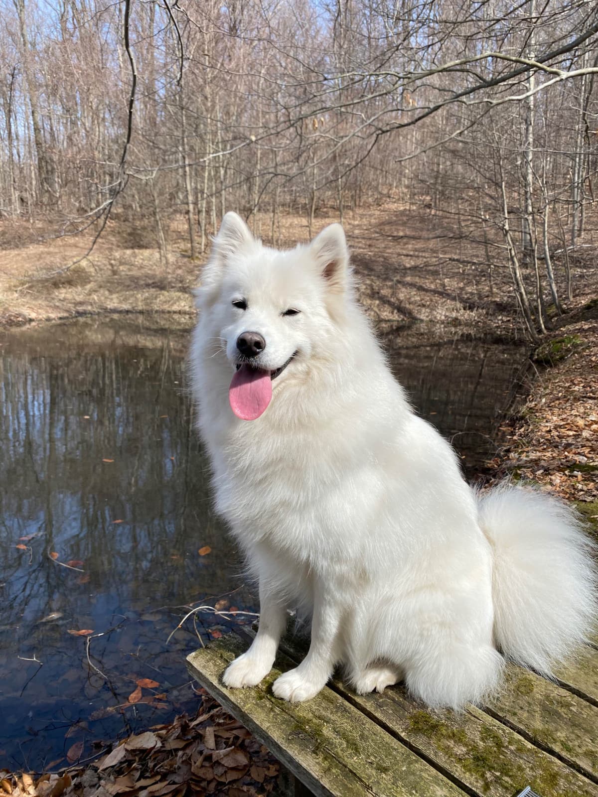 Samoyed Puppies breeder image 4