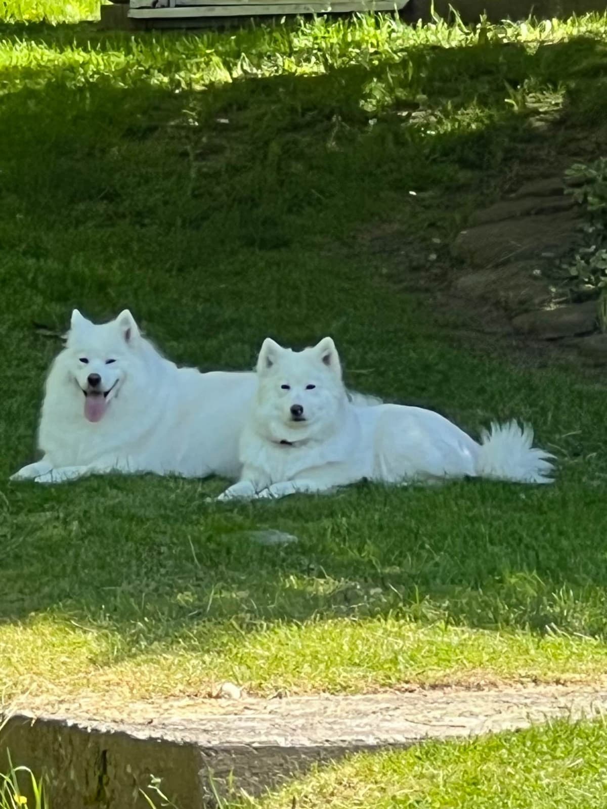 Samoyed Puppies breeder image 5