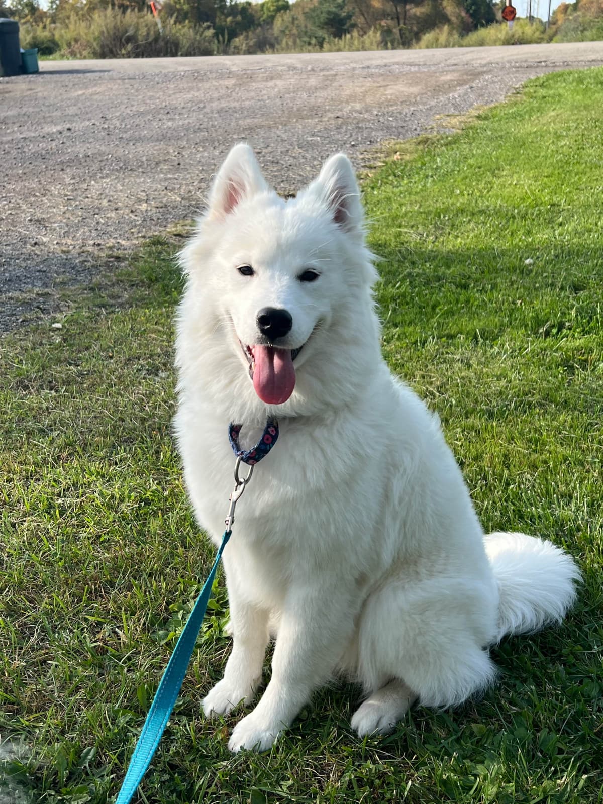Samoyed Puppies breeder image 6