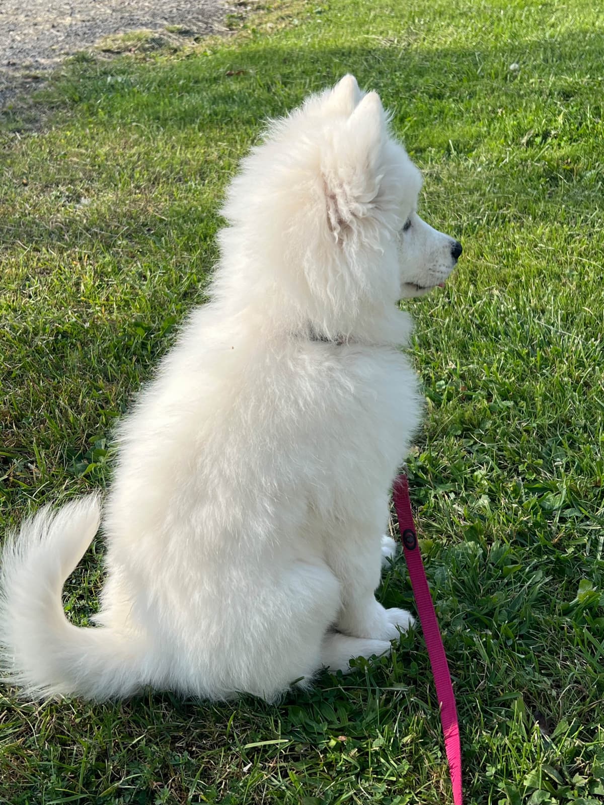 Samoyed Puppies breeder image 7