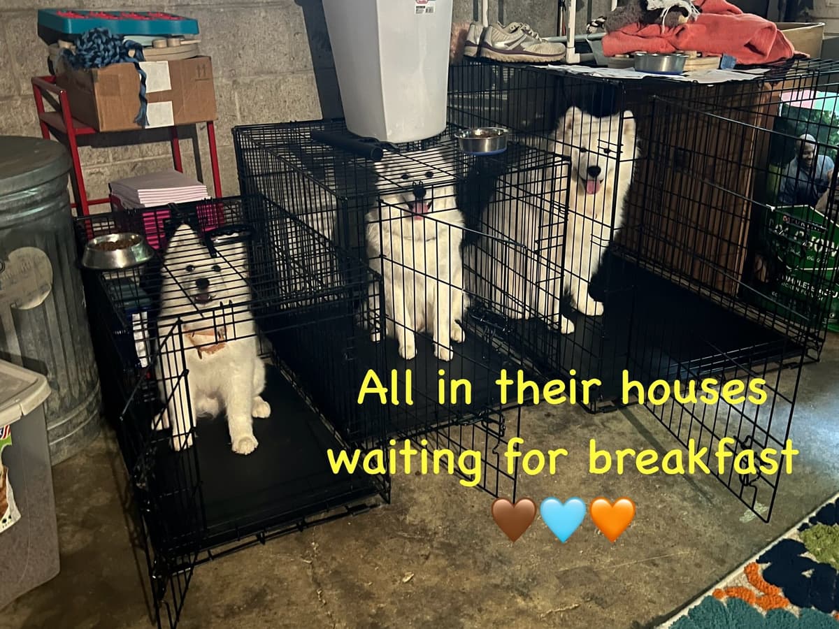 Samoyed Puppies breeder image 8
