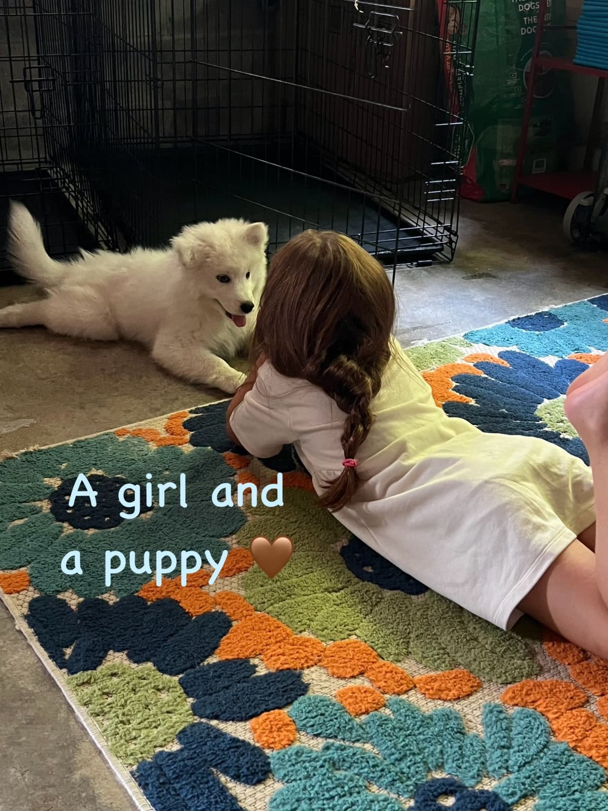 Samoyed Puppies breeder image 9