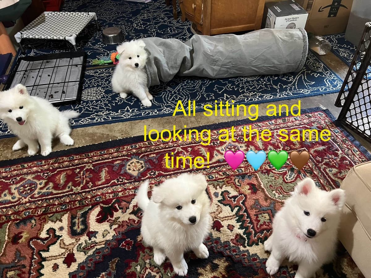 Samoyed Puppies breeder image 12