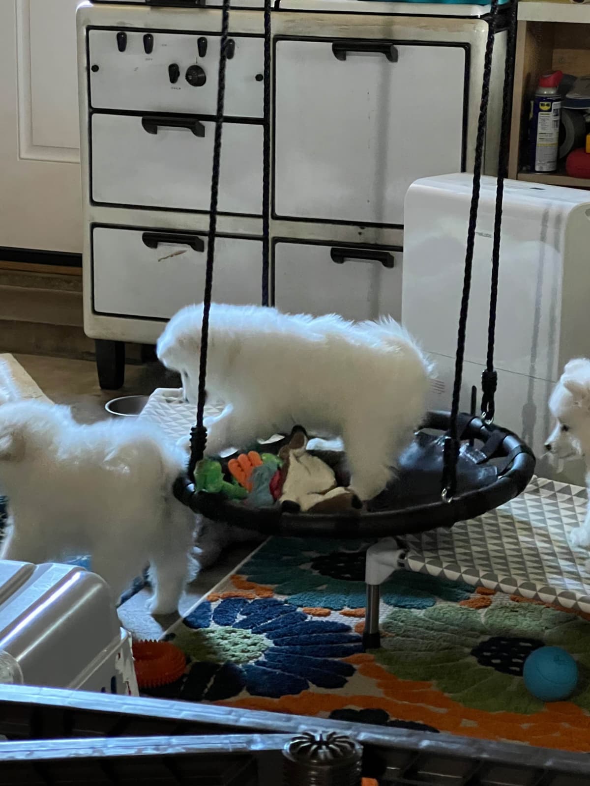 Samoyed Puppies breeder image 13