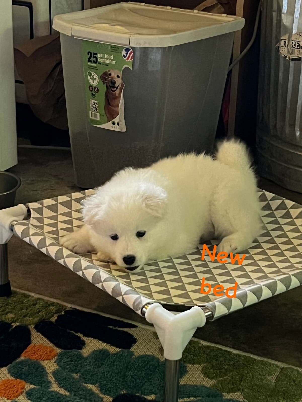 Samoyed Puppies breeder image 14