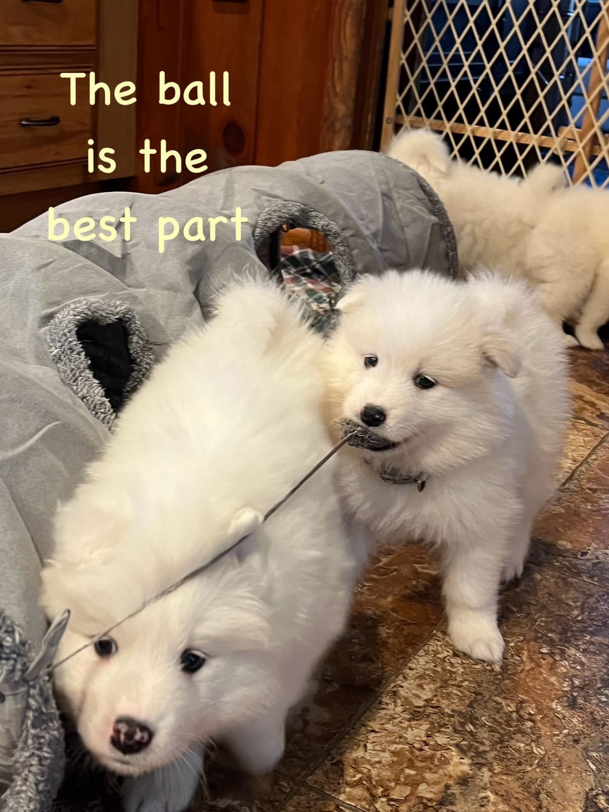 Samoyed Puppies breeder image 16