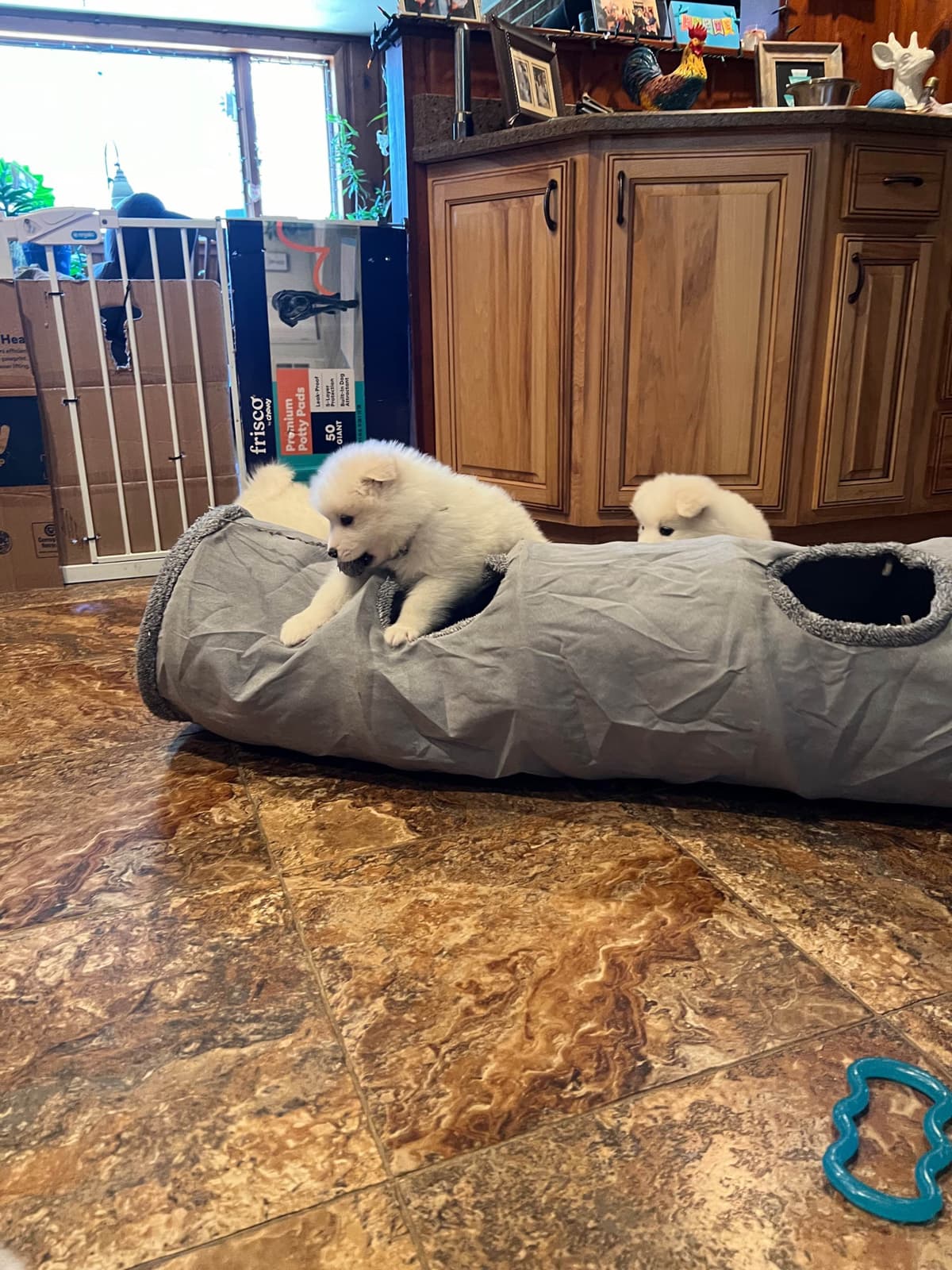 Samoyed Puppies breeder image 17