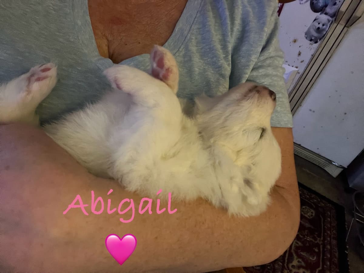Samoyed Puppies breeder image 18