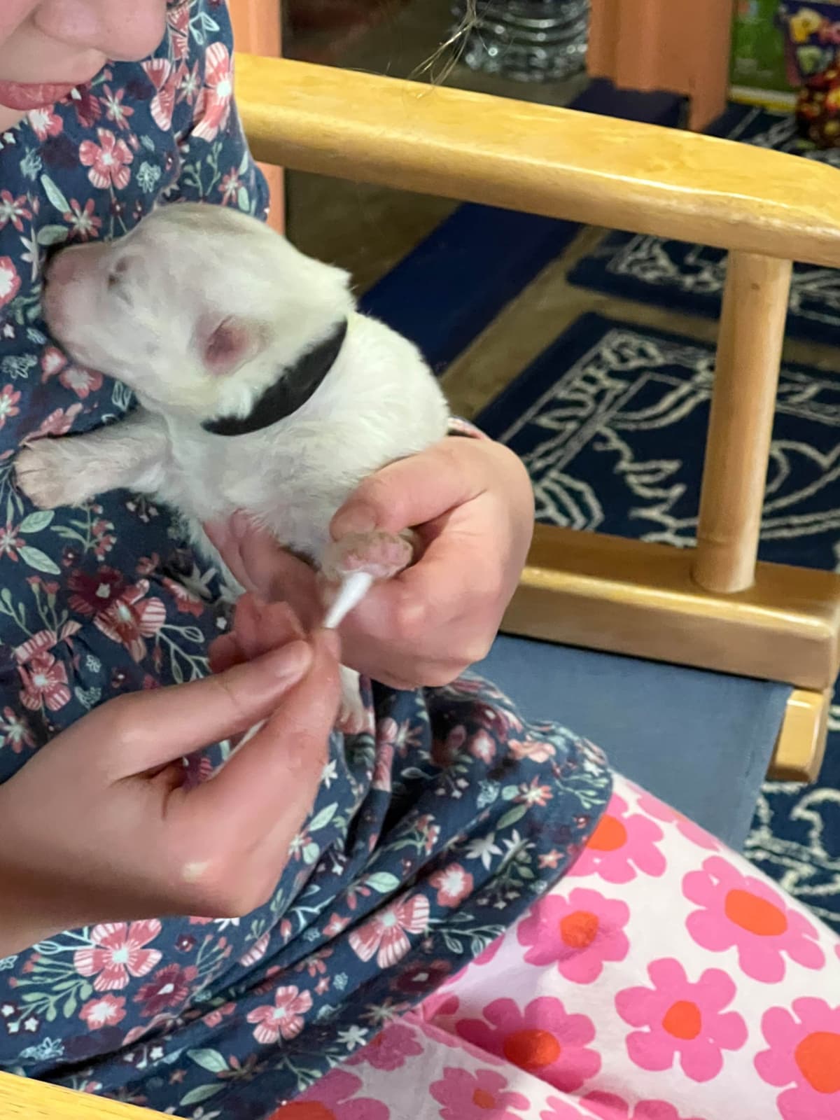 Samoyed Puppies breeder image 19