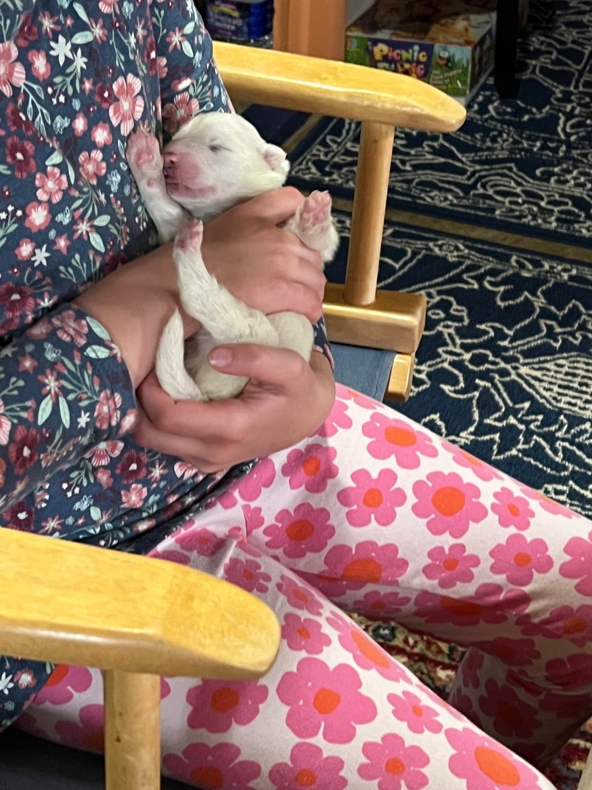 Samoyed Puppies breeder image 20