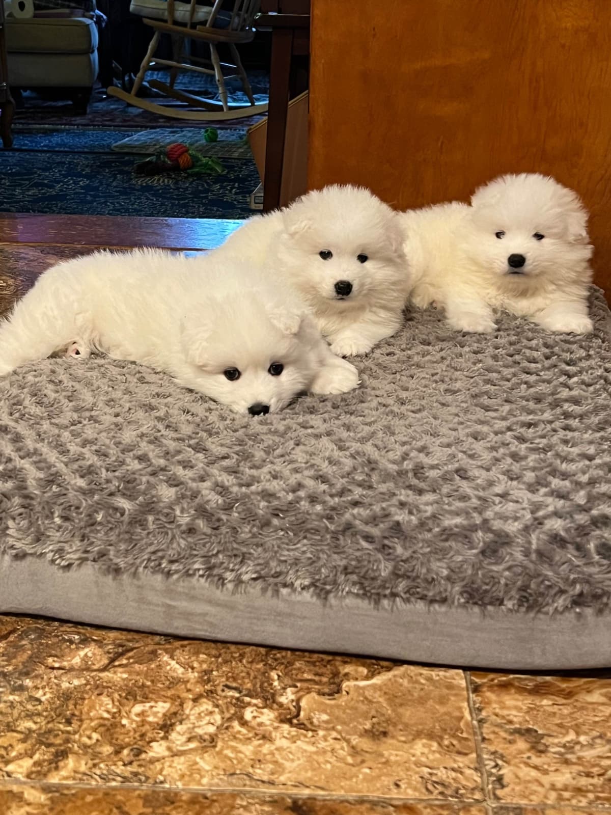 Samoyed Puppies breeder image 24