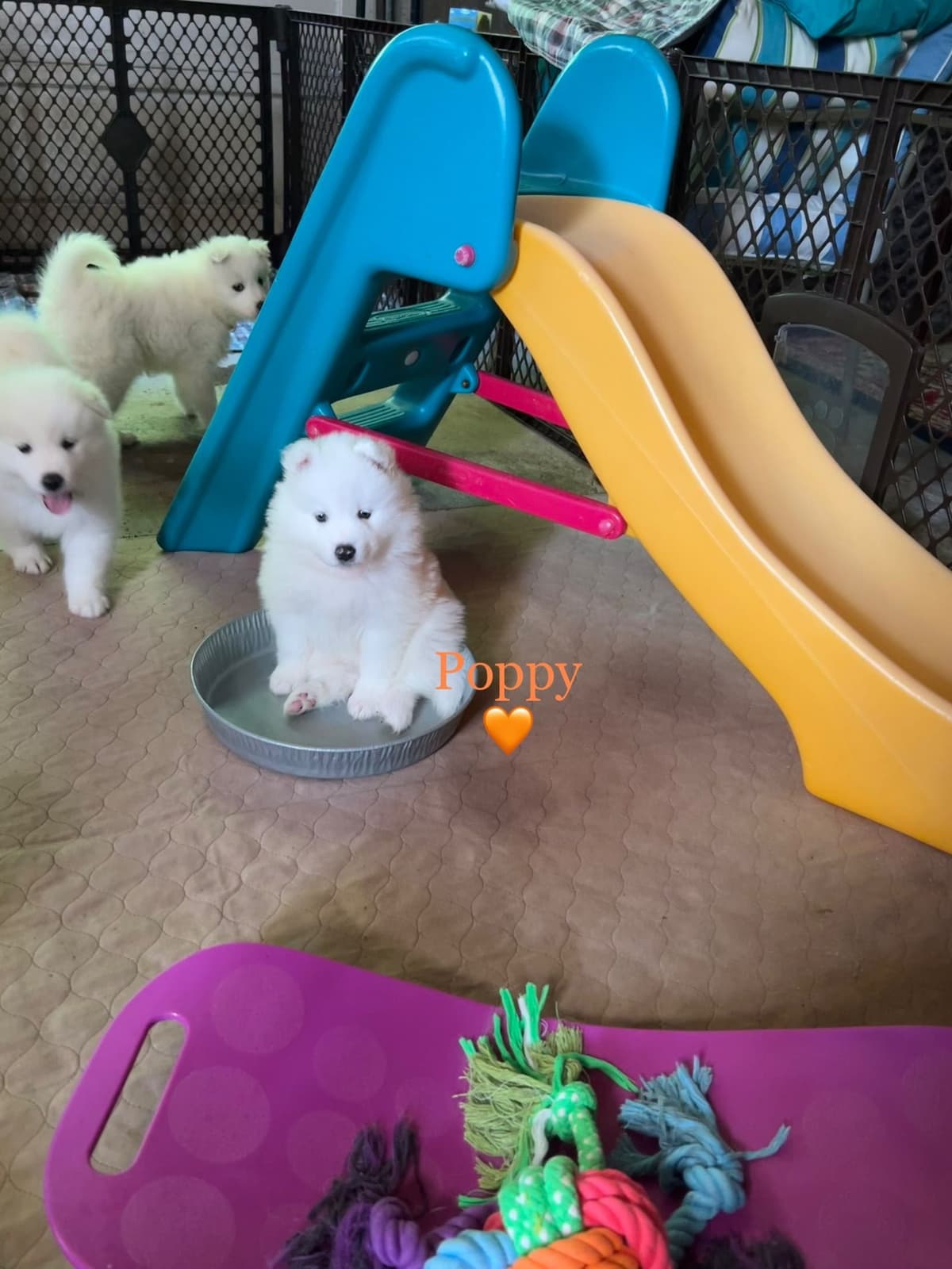 Samoyed Puppies breeder image 26