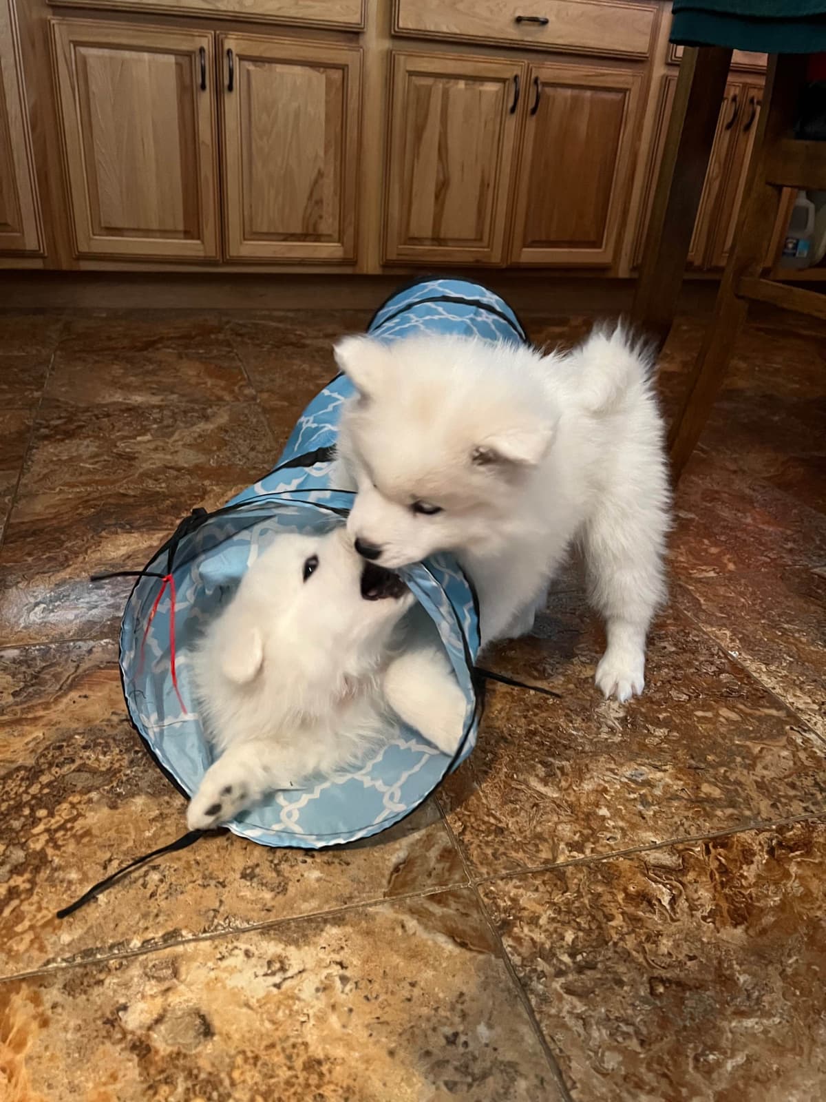 Samoyed Puppies breeder image 28