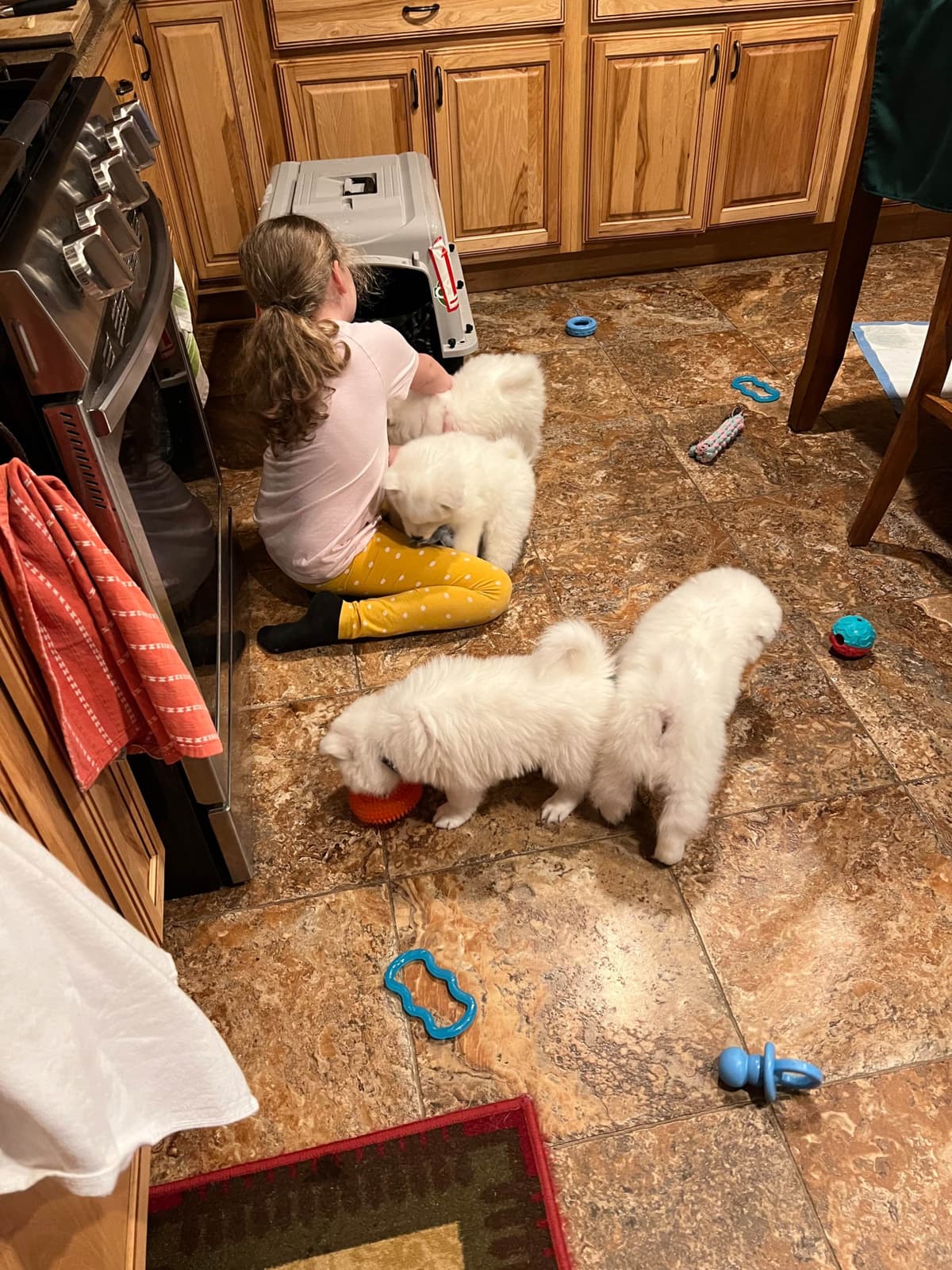 Samoyed Puppies breeder image 29