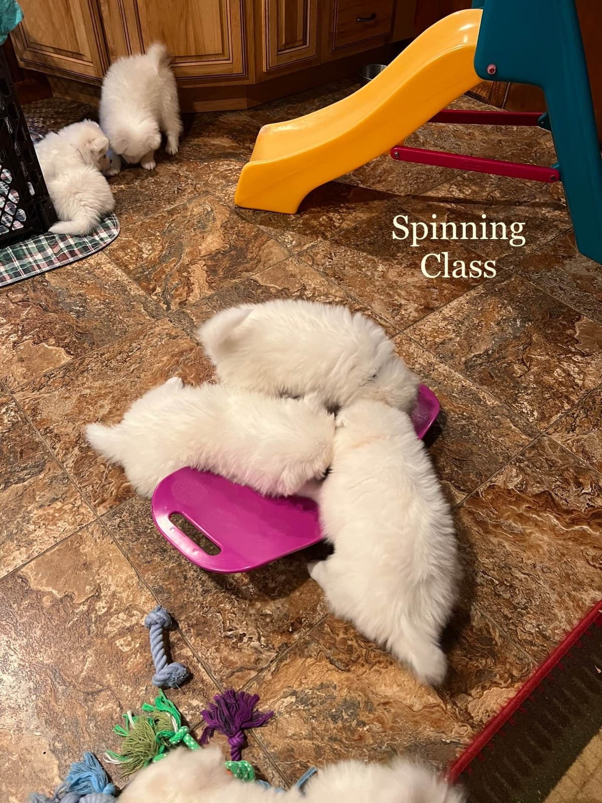 Samoyed Puppies breeder image 31