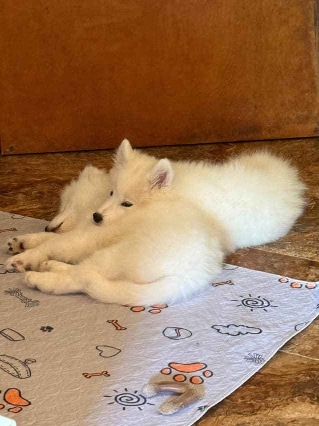 Samoyed Puppies media 2