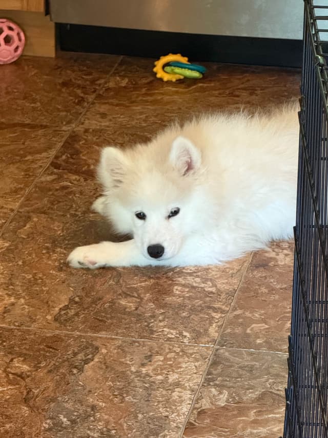 Samoyed Puppies media 3