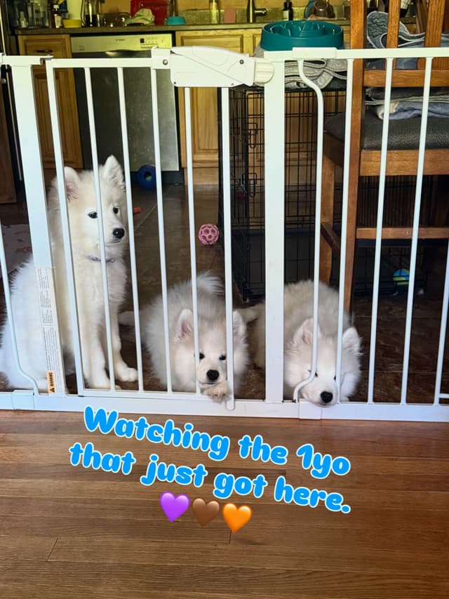 Samoyed Puppies media 4