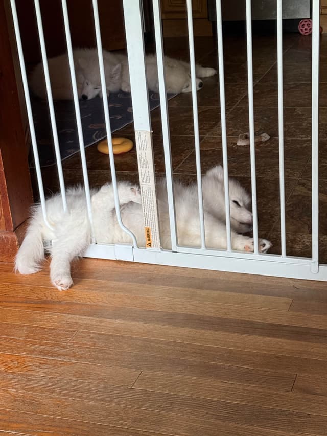 Samoyed Puppies media 5