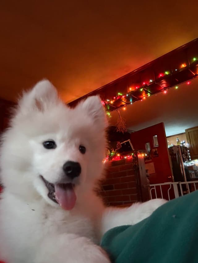 Samoyed Puppies media 6