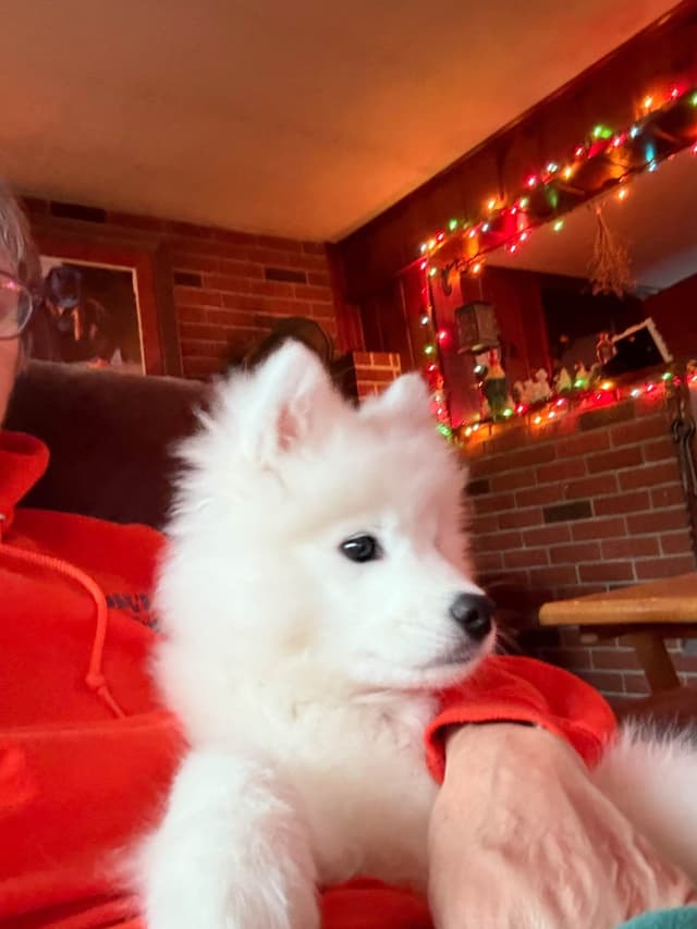 Samoyed Puppies media 7