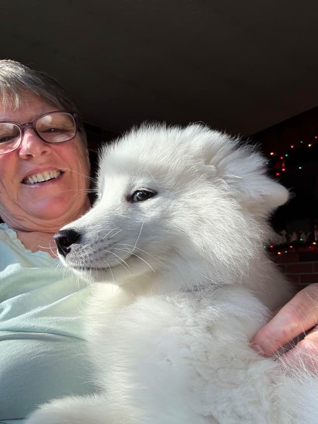 Samoyed Puppies media 8