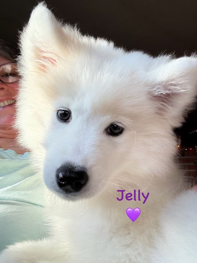 Samoyed Puppies media 9