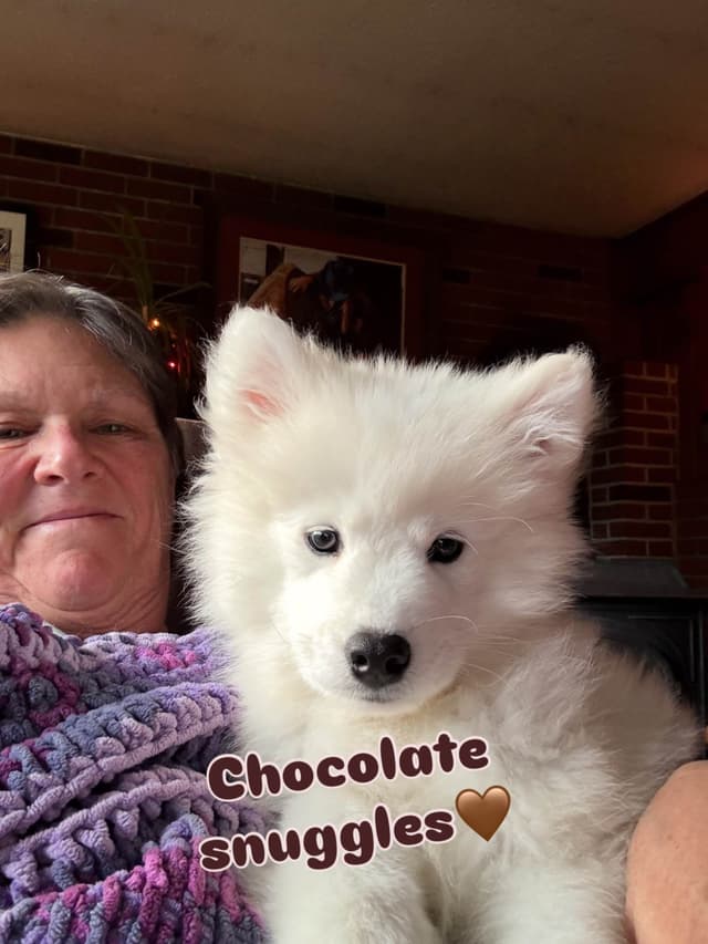 Samoyed Puppies media 10