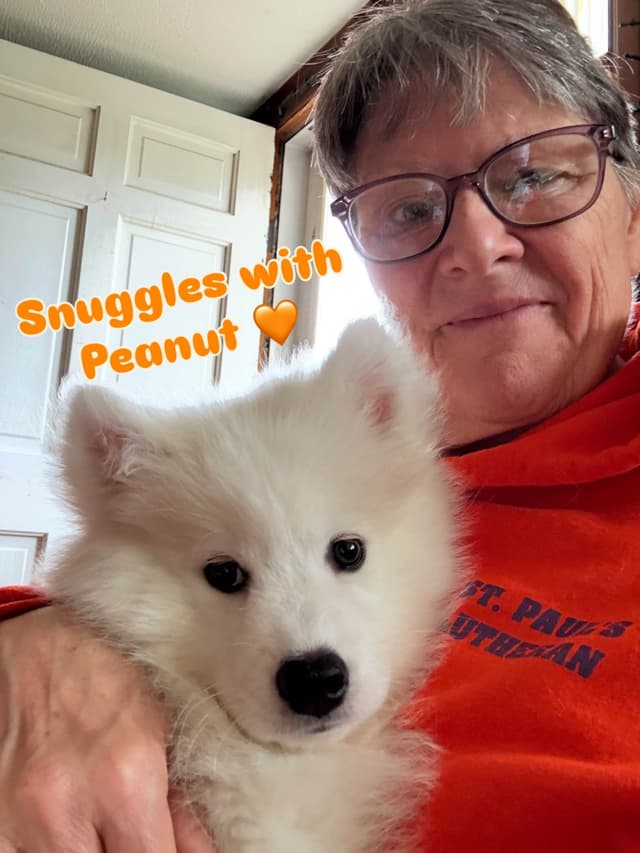 Samoyed Puppies media 11