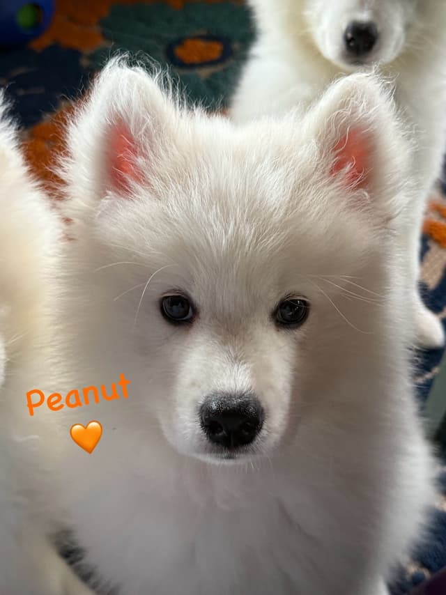 Samoyed Puppies media 12