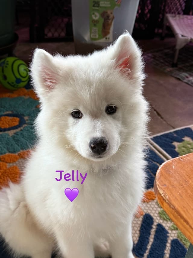 Samoyed Puppies media 14