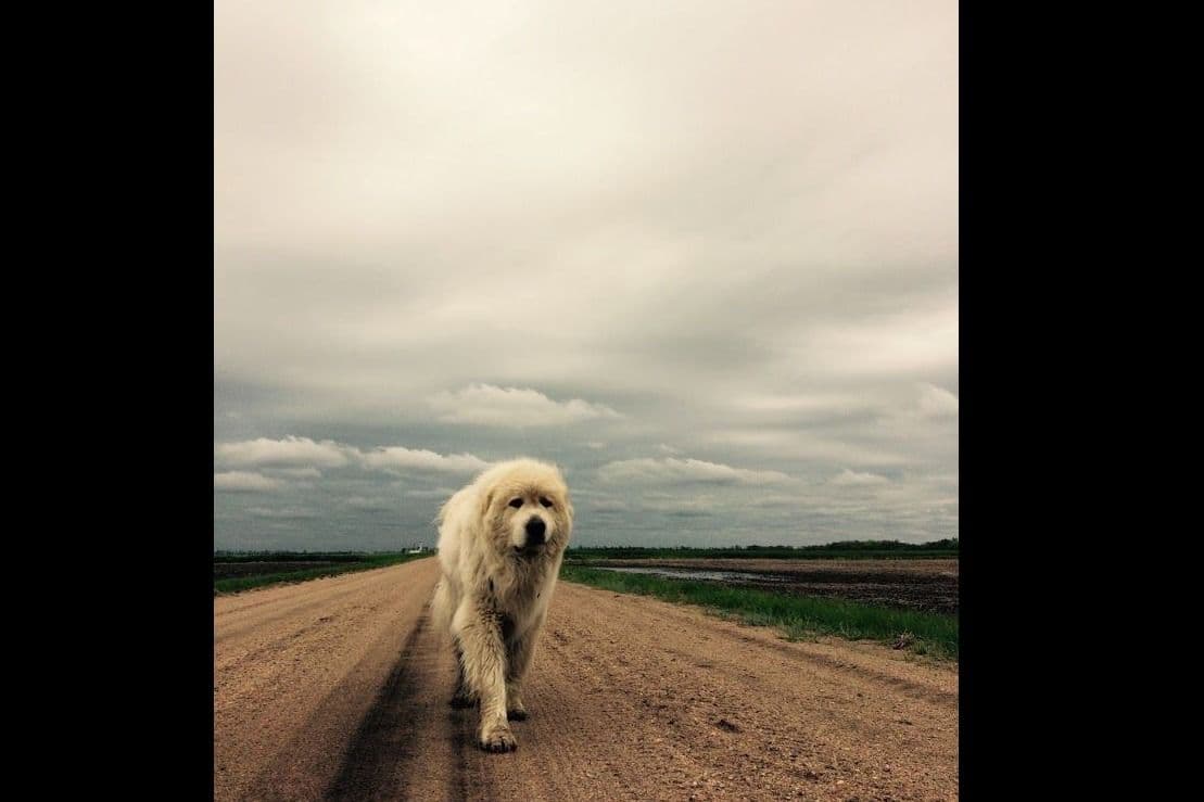 Great Pyrenees Puppies breeder image 1