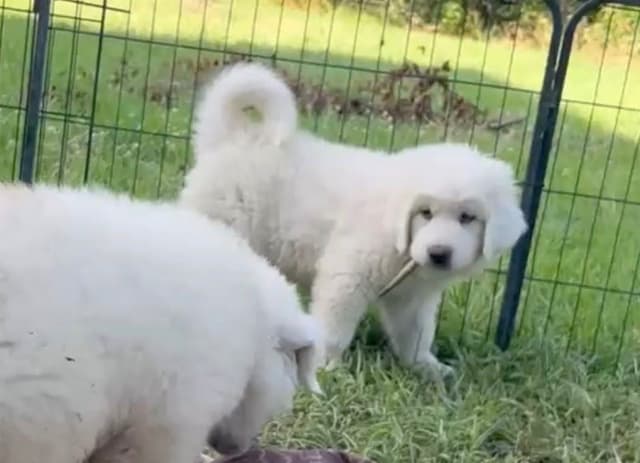 Great Pyrenees Puppies media 2