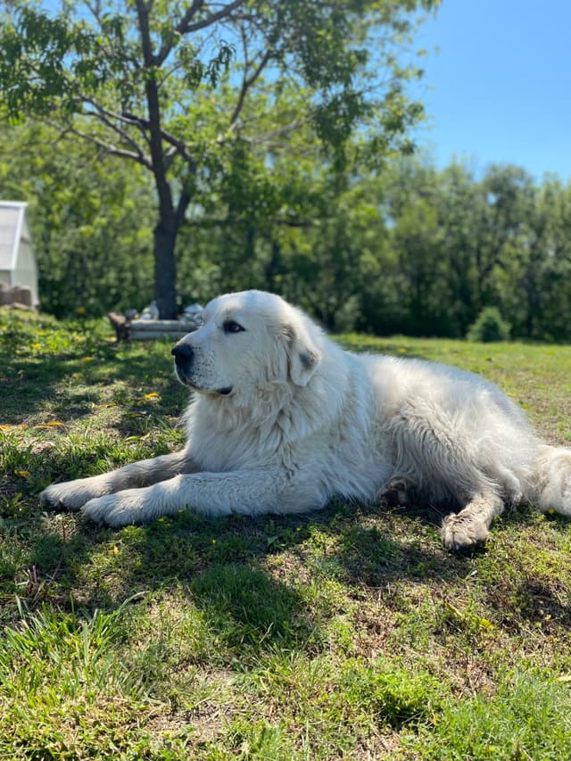 Great Pyrenees Puppies media 4