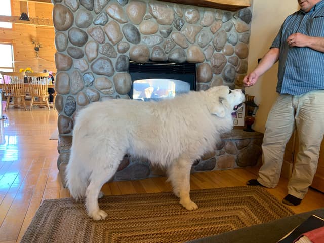Great Pyrenees Puppies media 5