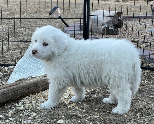 Great Pyrenees Puppies media 6