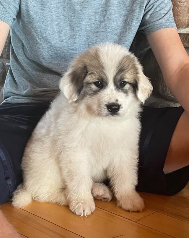 Great Pyrenees Puppies media 7