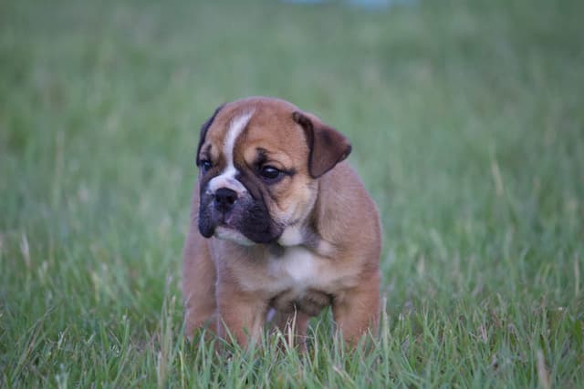 Bulldog Puppies media 2