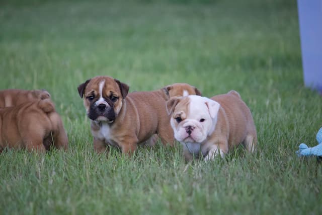 Bulldog Puppies media 3