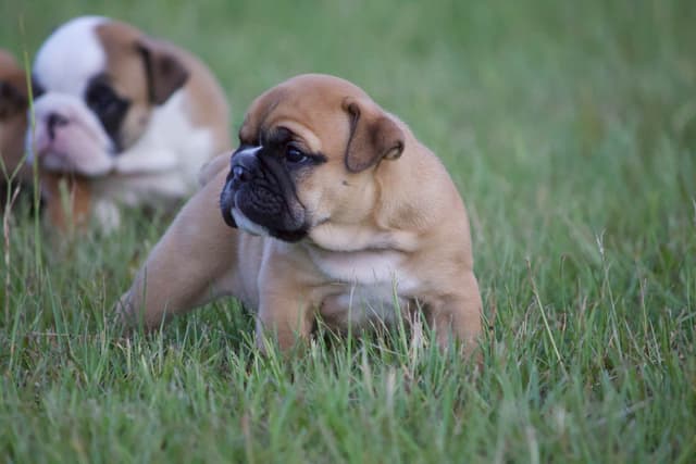 Bulldog Puppies media 6