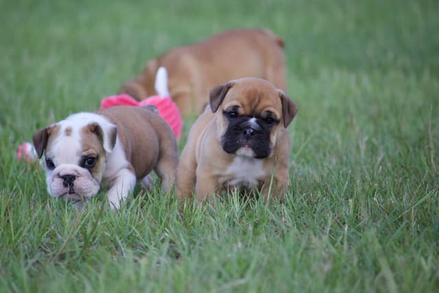 Bulldog Puppies media 4