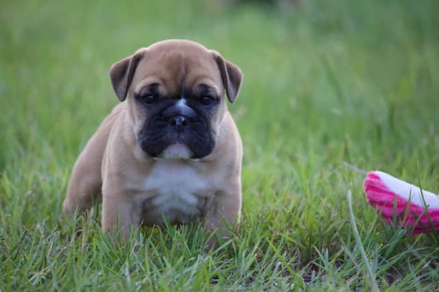 Bulldog Puppies media 7