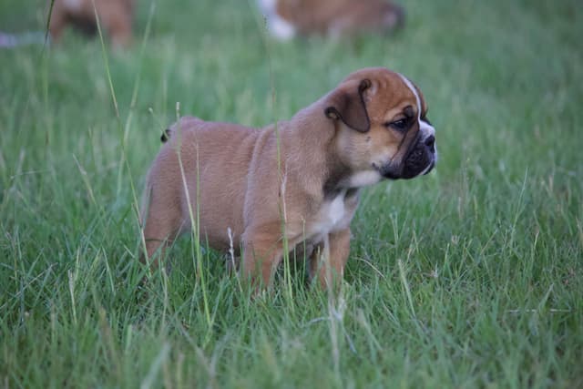 Bulldog Puppies media 5