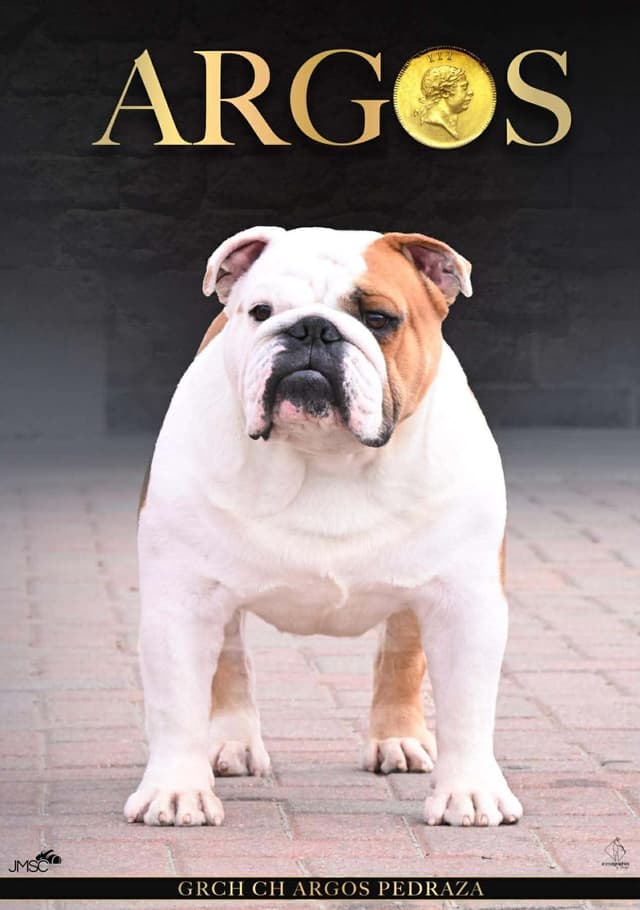 GCHB Sired Bulldog Puppies media 2