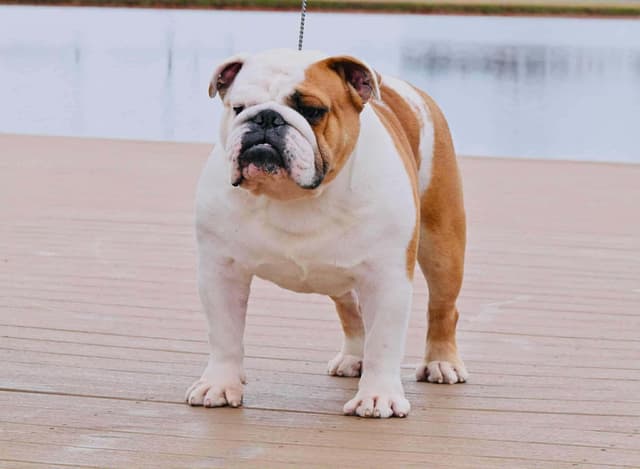 GCHB Sired Bulldog Puppies media 3