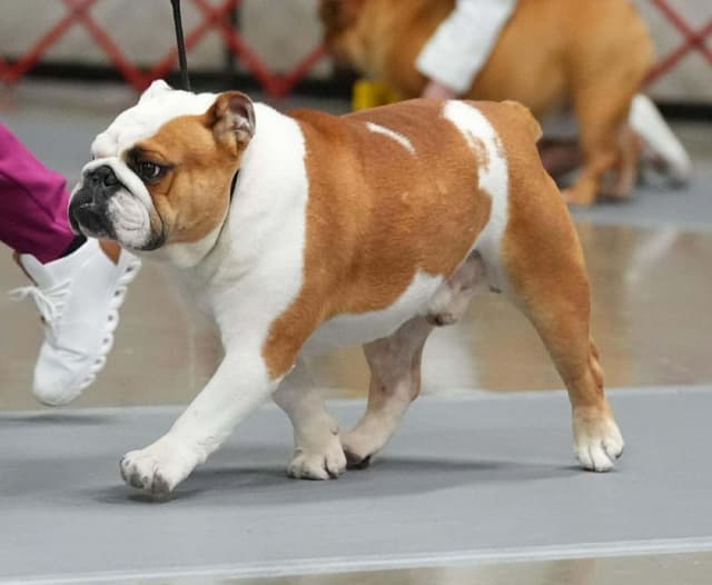 GCHB Sired Bulldog Puppies media 4
