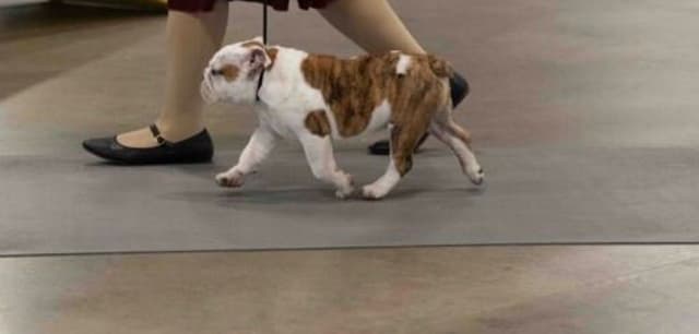 GCHB Sired Bulldog Puppies media 6
