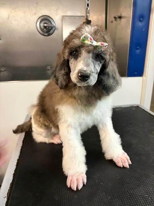 Standard Poodles media 2