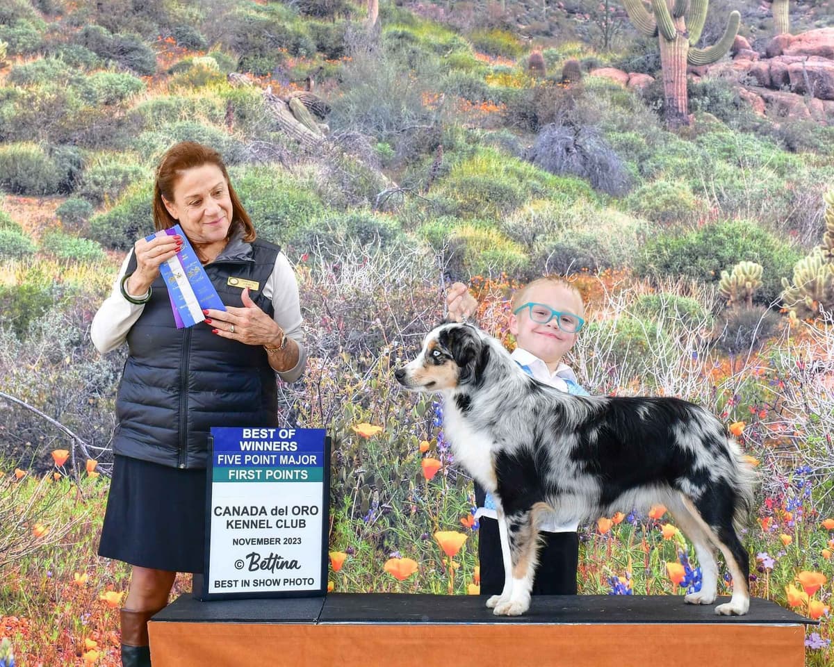 Standard Poodles breeder image 3